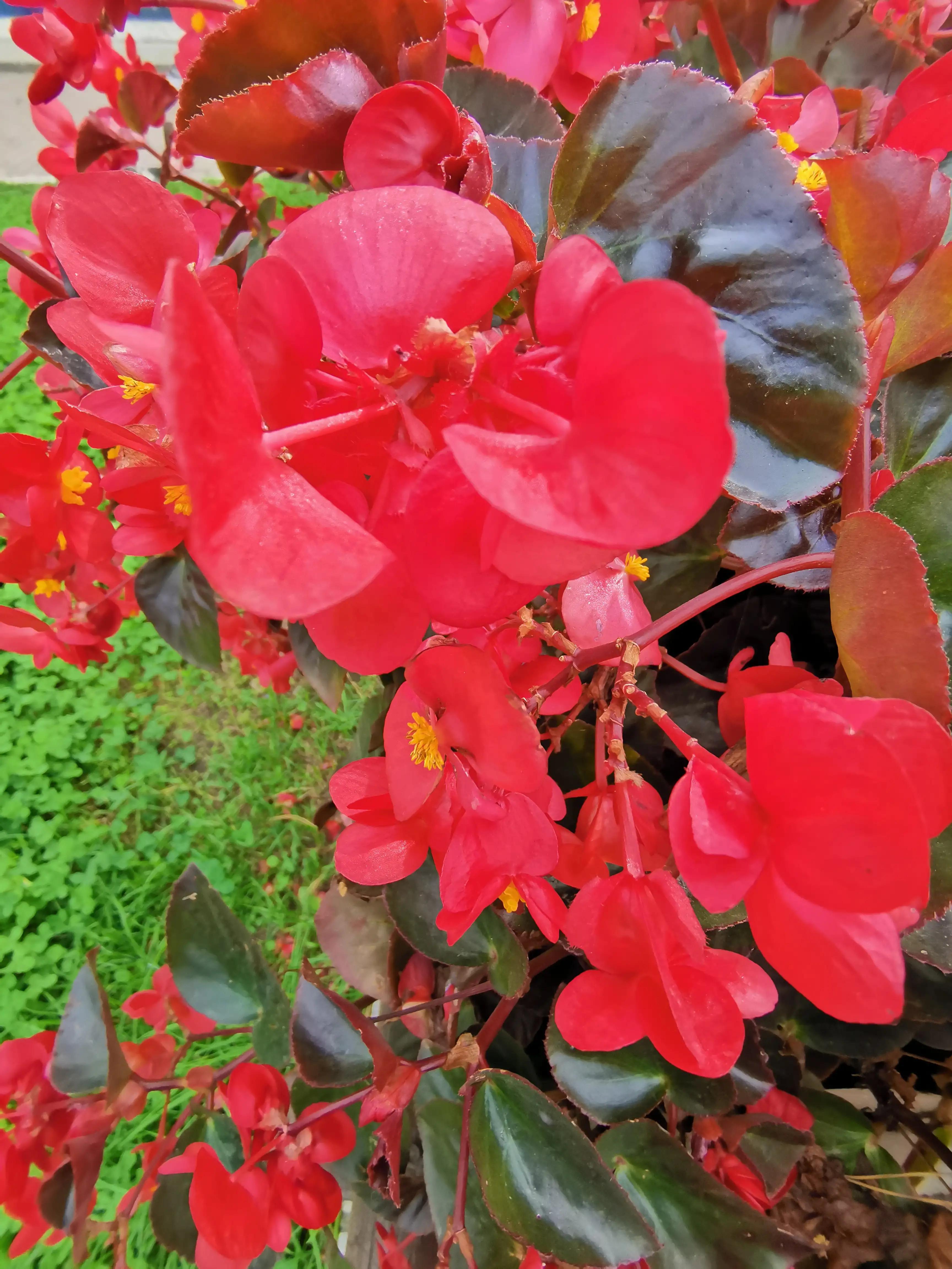 玫红四季海棠图片大全,玫红四季海棠的花语