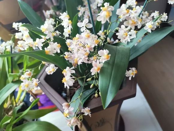 好养的兰花既高贵又漂亮惹人喜欢,哪种兰花最好养四季开花又很香