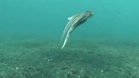 章鱼突破基因锁智商能来到多少,章鱼为什么要进化出基因锁