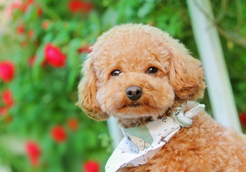 泰迪犬好养吗会不会咬人,泰迪犬好