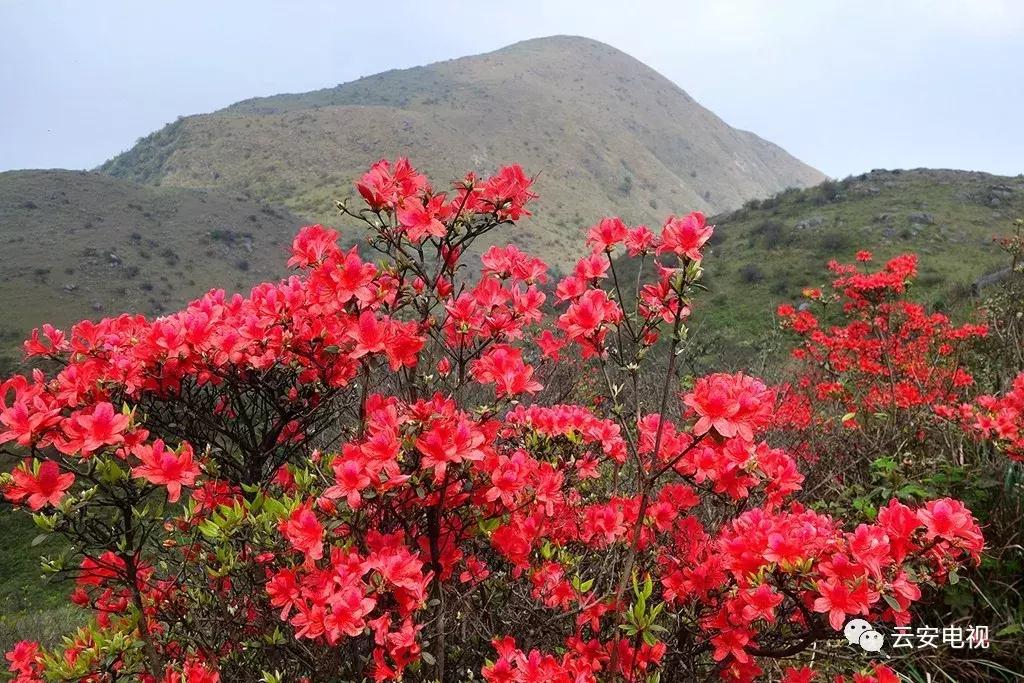 云雾山云遮雾绕，景象万千！重阳节，登高去