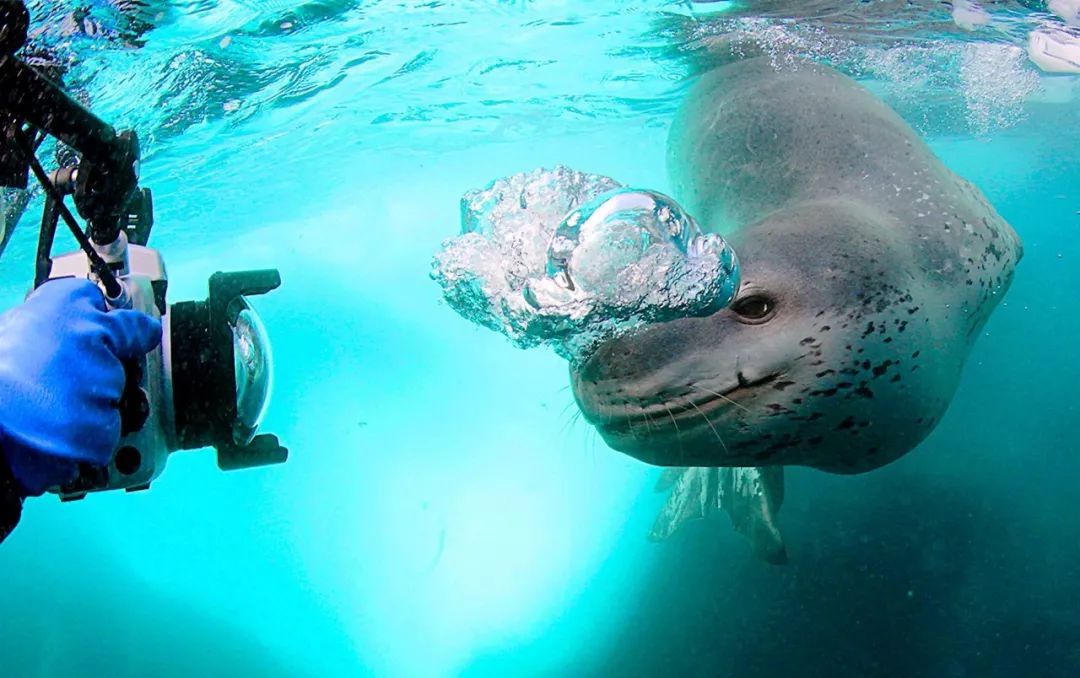 73岁老人被狼追杀,人类被鲨鱼猎杀的惊恐瞬间