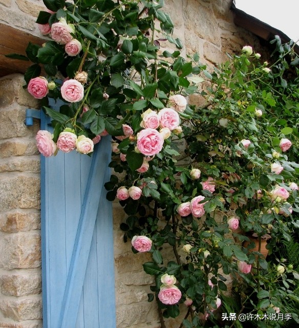 如何制作月季的肥料,月季自制液体肥怎么用最好