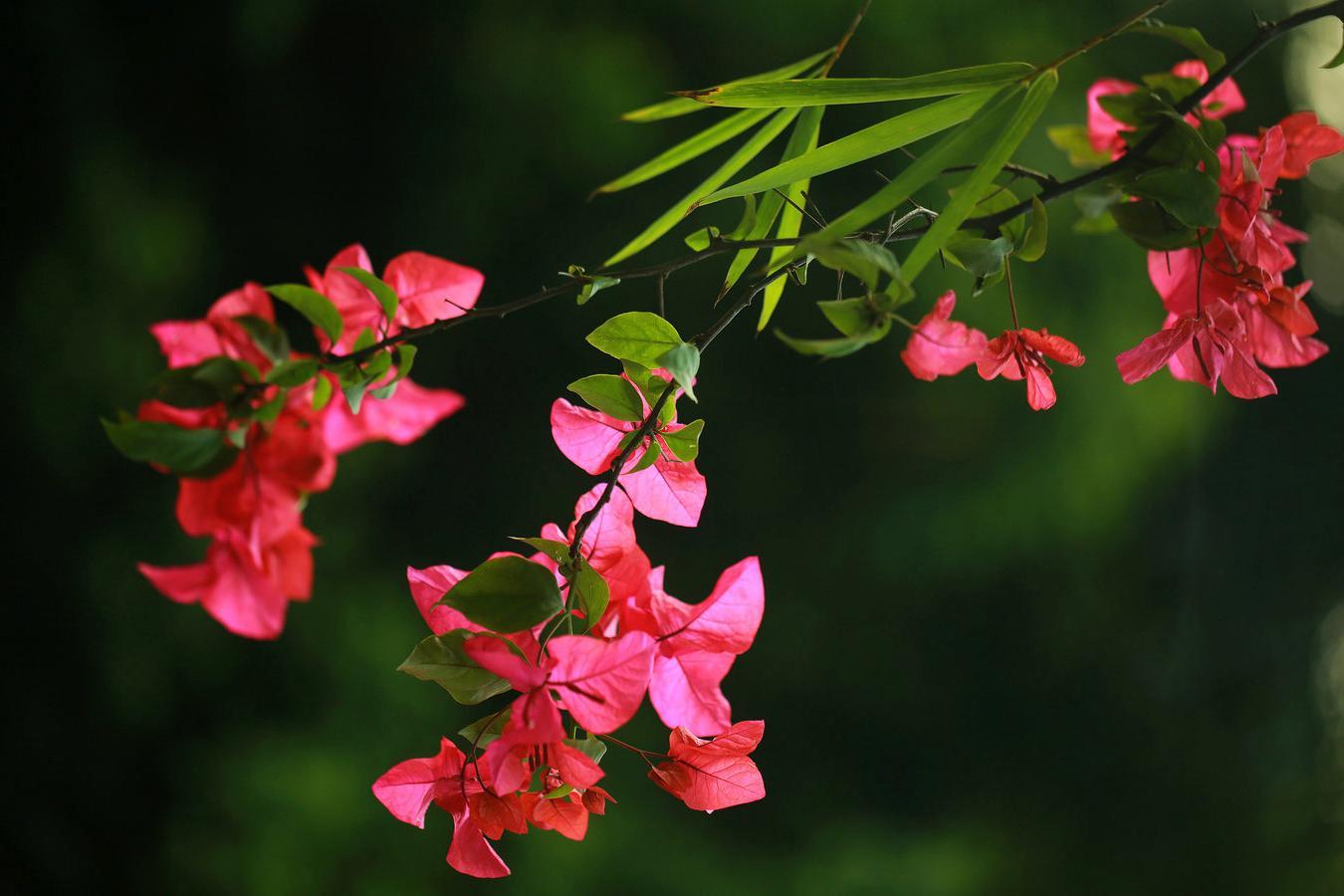 人世间有百媚千红的下一句是什么,任世间百媚千红唯独对你情有独钟