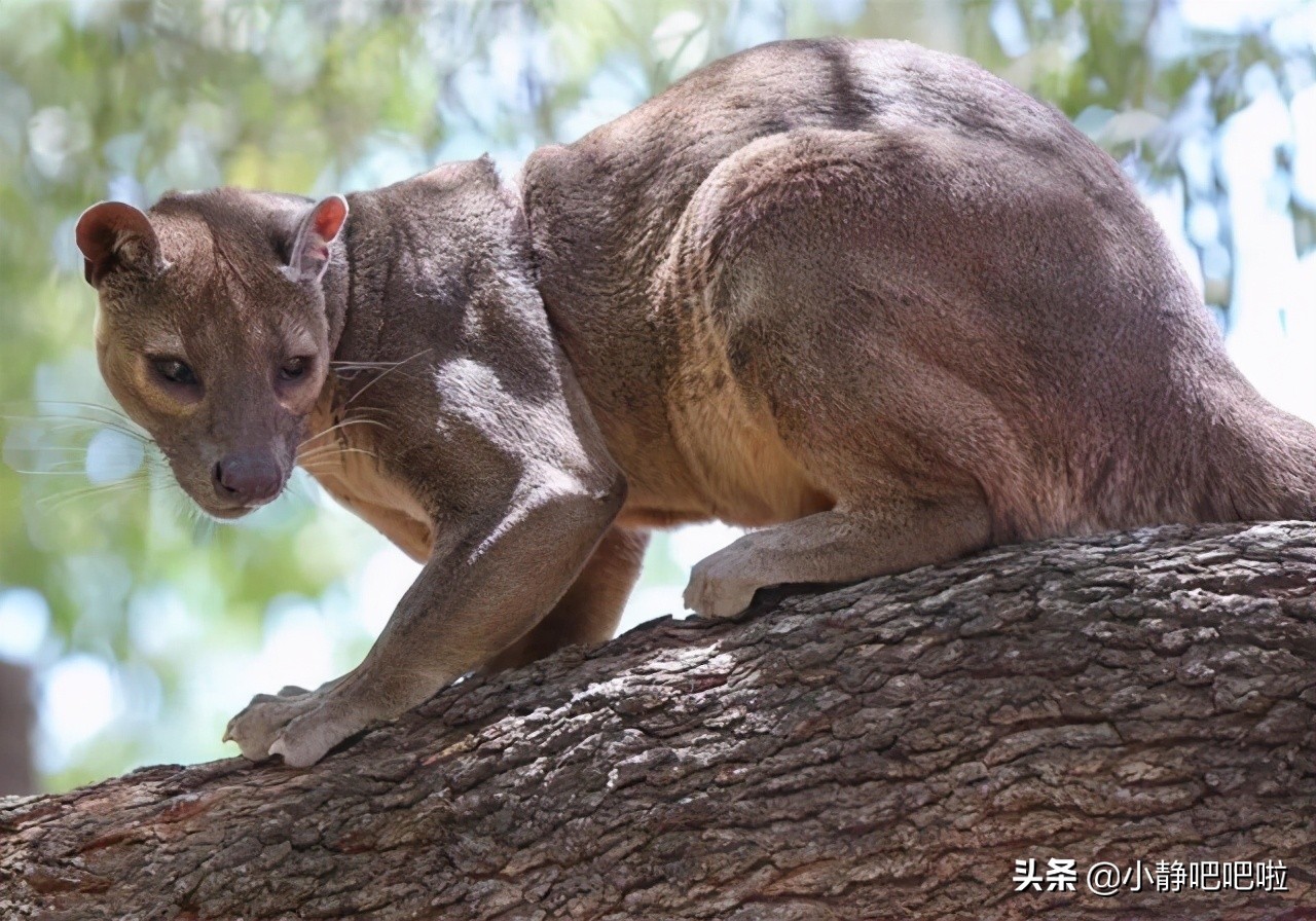 马达加斯加冷知识,马达加斯加的特点和路线