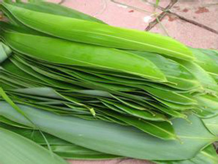 樱花死亡的故事,樱花死亡原因分析