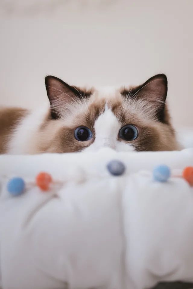 连用90天，拍摄近千G。EOSR5发布三个月后的使用报告