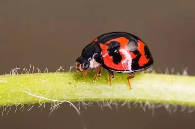 柑橘常见害虫高清图谱,柑橘常见害虫图片大全