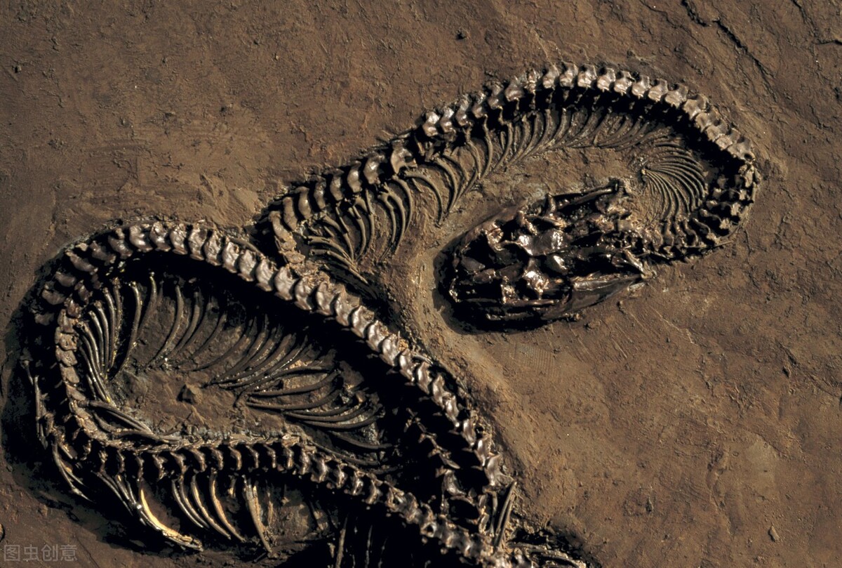 世界上地球最大的巨型生物,10种地球上最惊人的史前动物