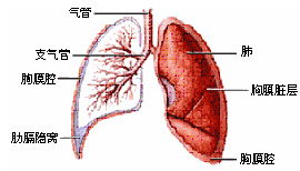肺癌晚期怎么确诊什么种类的肺癌,哪种肺癌早期表现不明显