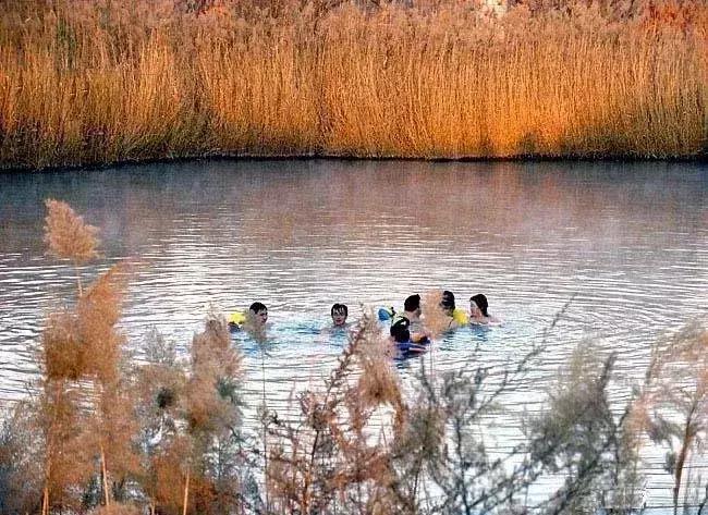 冬天来合阳,赏万顷芦荡,候鸟齐飞(组图)