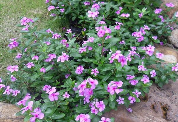 养长春花“讲究”真不少,不说还以为很好养呢?难怪养不好!