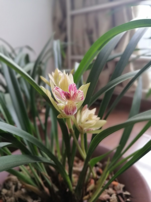 兰花必养经典品种介绍,哪些兰花香味浓郁适合新手养