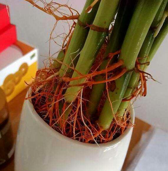 水培富贵竹黄叶别乱用药，方法不对只会一步错步步错