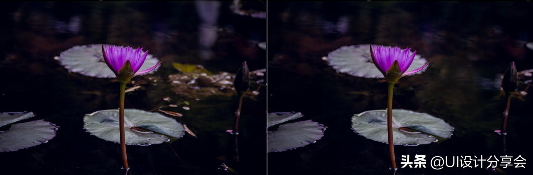 ps画意荷花如何调出洇染效果,ps荷花多重曝光的后期调色教程