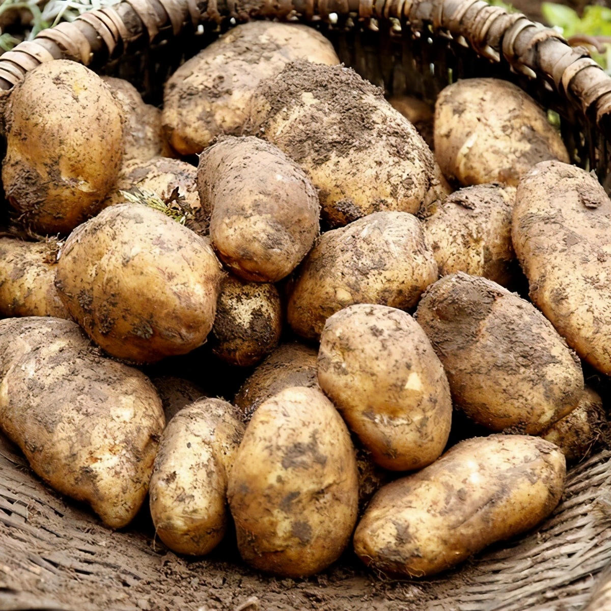 炸薯片的做法特别酥脆,在家也能做出酥脆可口的炸薯片