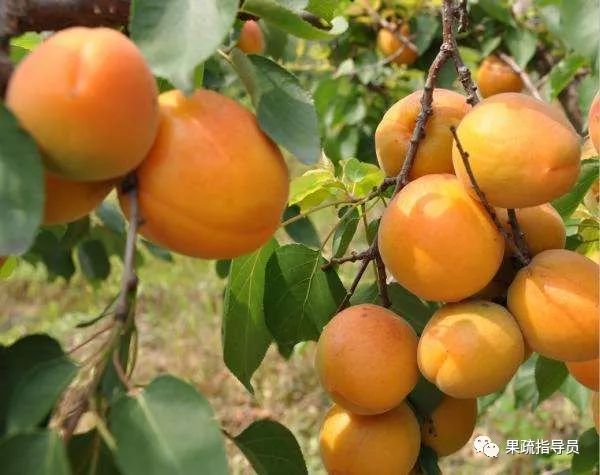 无公害果园常用农药及使用方法,果园常用农药一览表分析