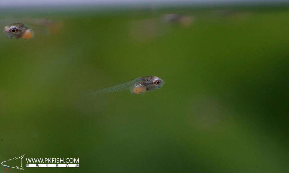 中国斗鱼繁殖直播教程视频,繁殖中国斗鱼要多大的鱼缸