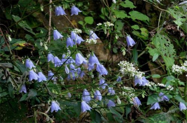 轮叶沙参日晒法,沙参种植技术