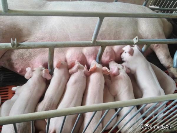 如果您的猪场有仔猪突然死亡，请您一定要认真看