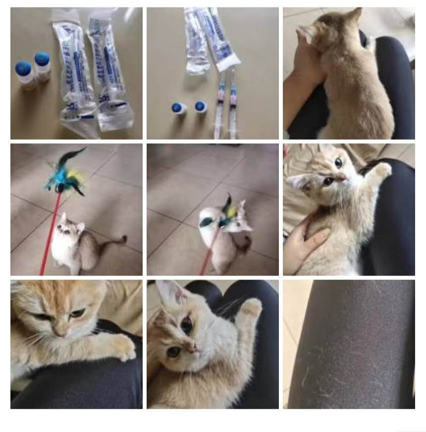 三联疫苗猫咪,猫咪三联疫苗