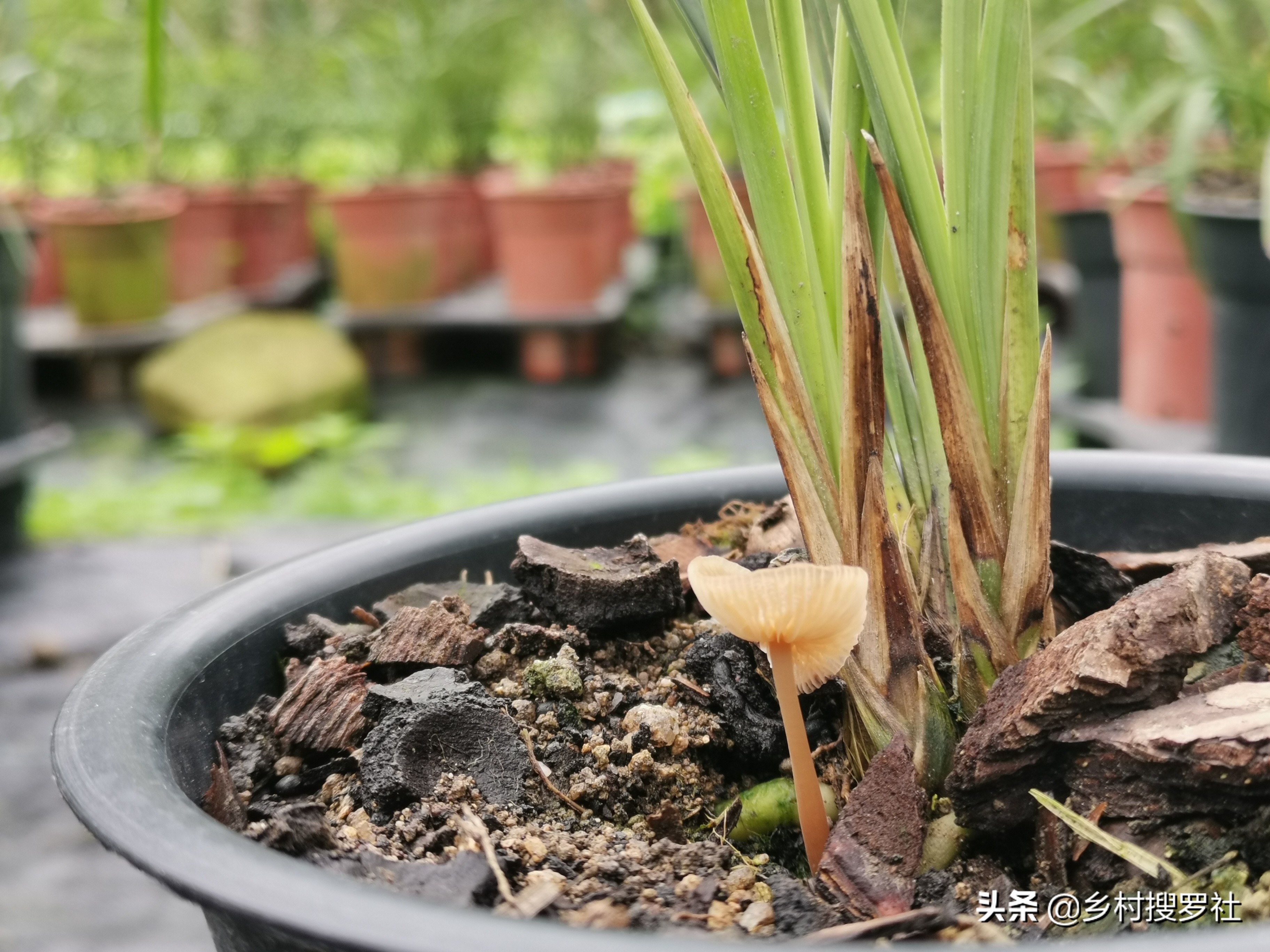 兰花叶片上的黑点是什么虫,兰花有蚧壳虫的盆还能再用吗