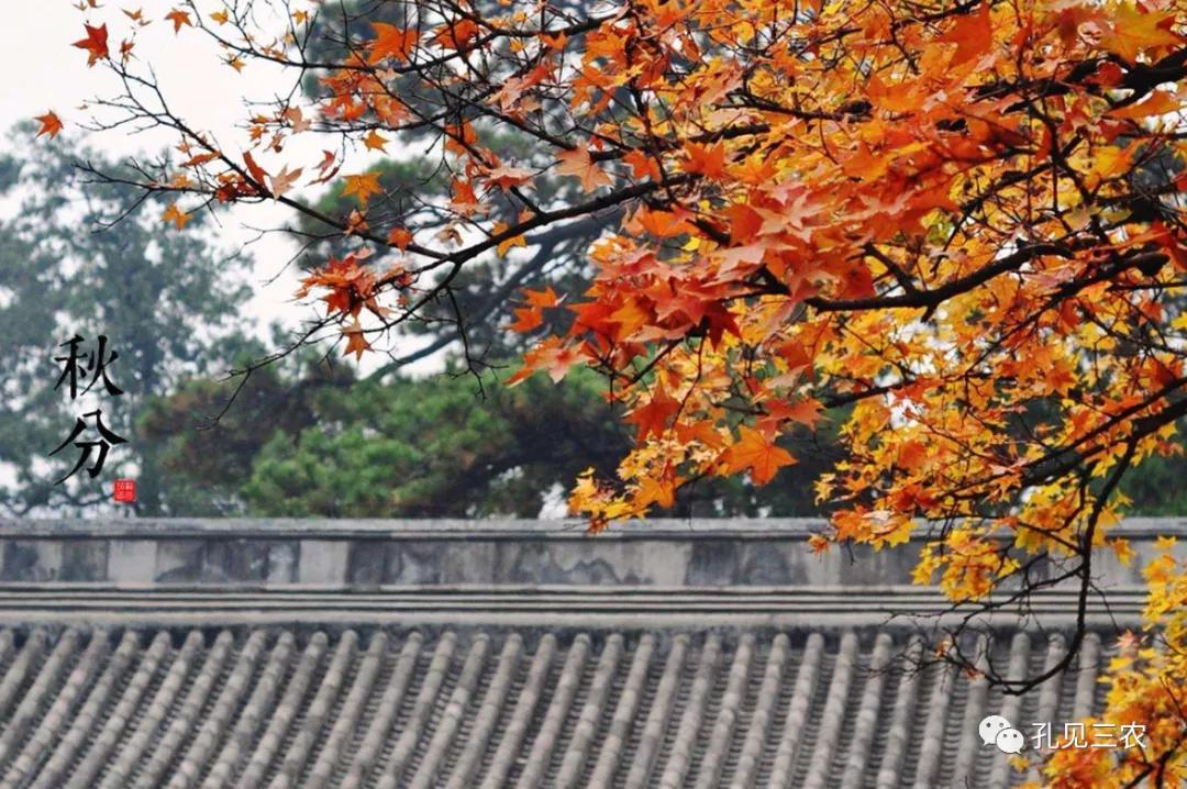 今天是秋分上午好问候图片,今天是秋分节的感悟