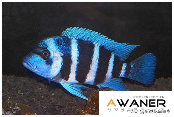 慈鲷鱼分类,慈鲷科鱼都是包括哪几种