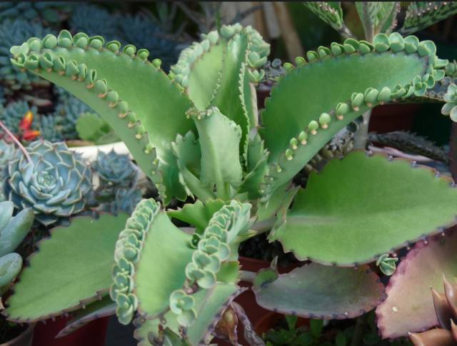 剪个花枝就能开花的植物,枝条就能存活的盆栽植物