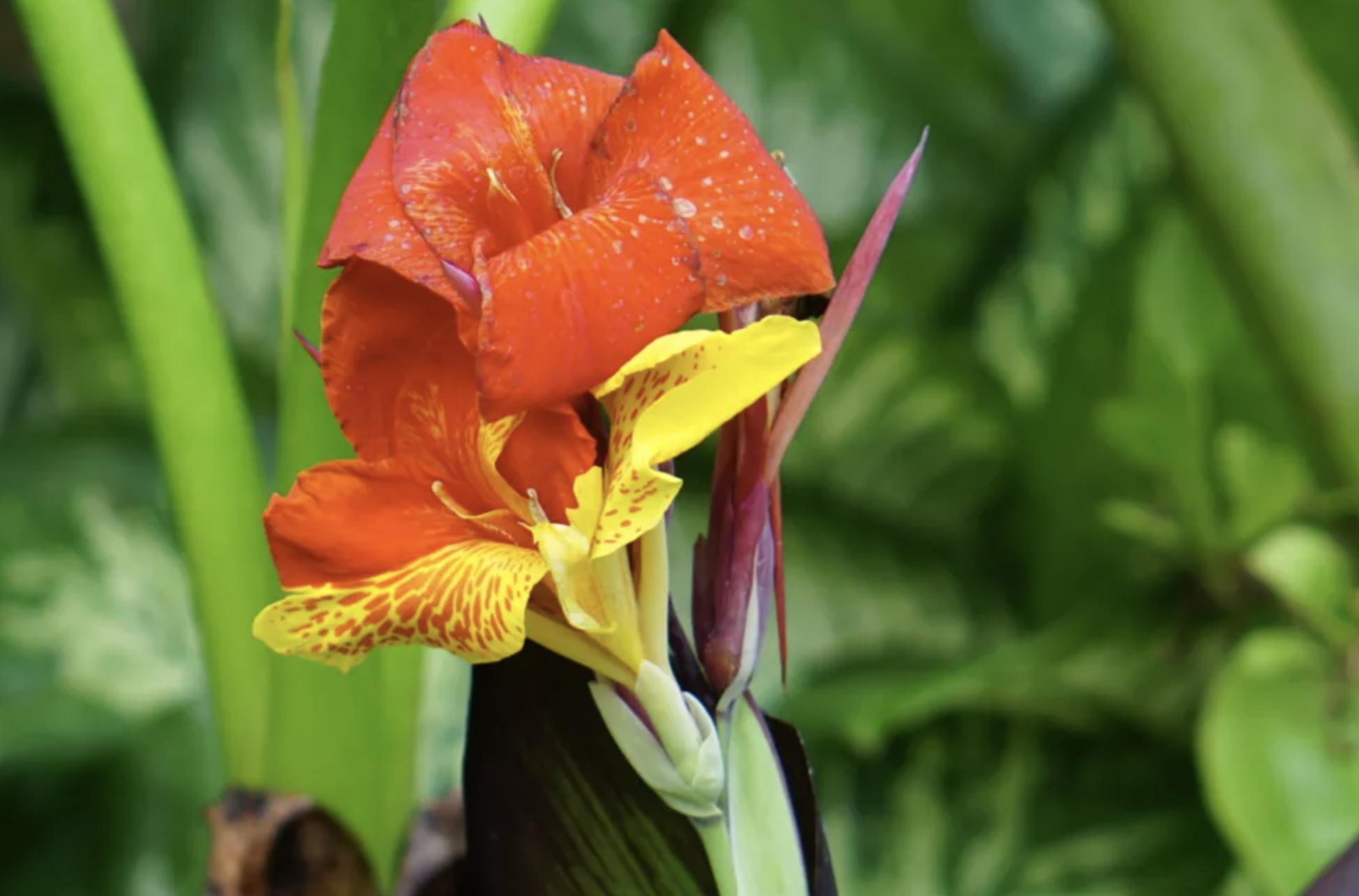 充满活力阳光的花,20种需要阳光的花