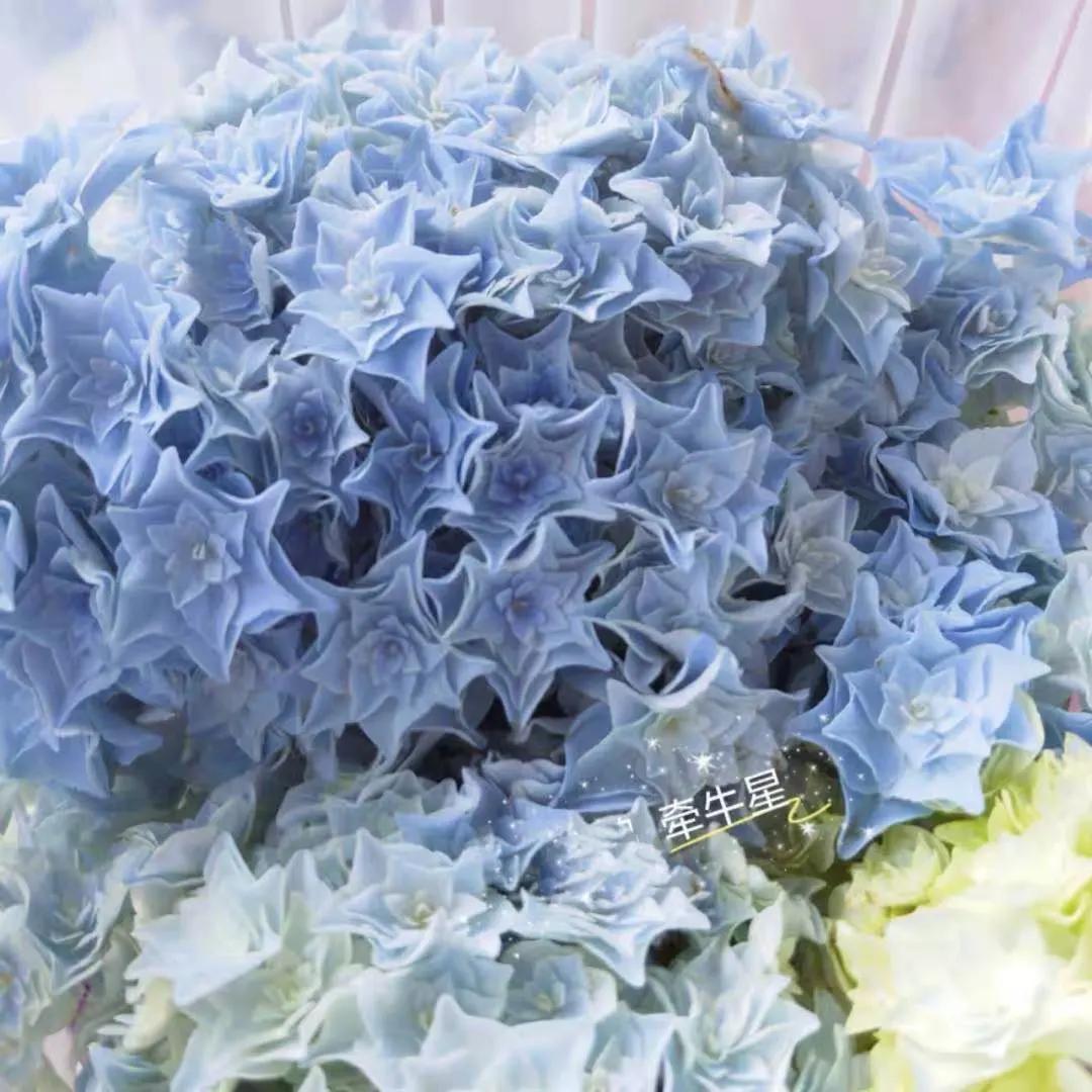 春季绣球叶子发皱怎么回事,夏季绣球老叶子都干枯怎么处理