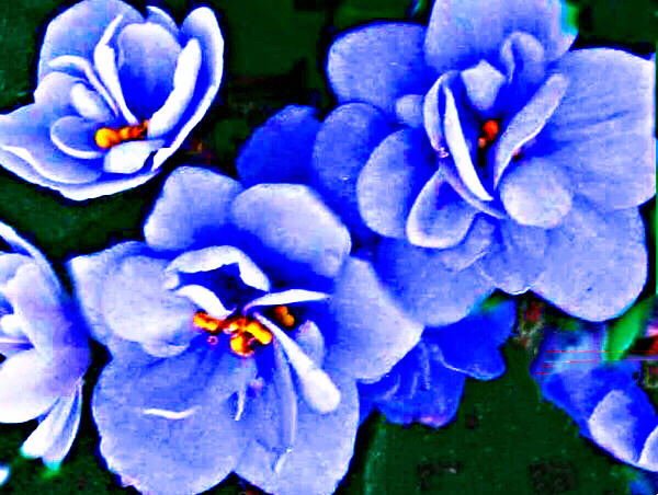 紫罗兰花卉大全,紫罗兰花卉盆栽图片