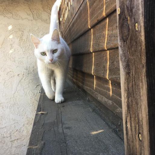 猫真的有那么聪明吗,猫真的有那么聪明嘛