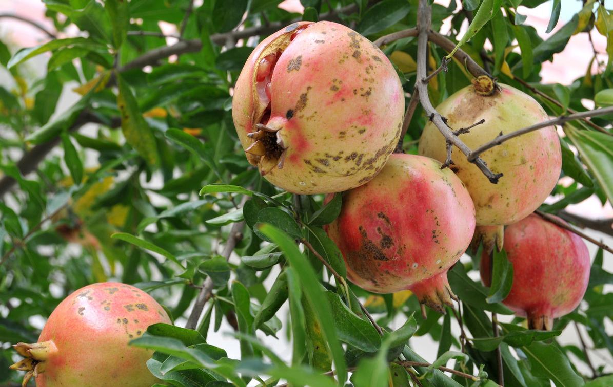 石榴裂果防治措施,石榴上色裂果什么原因怎么防治