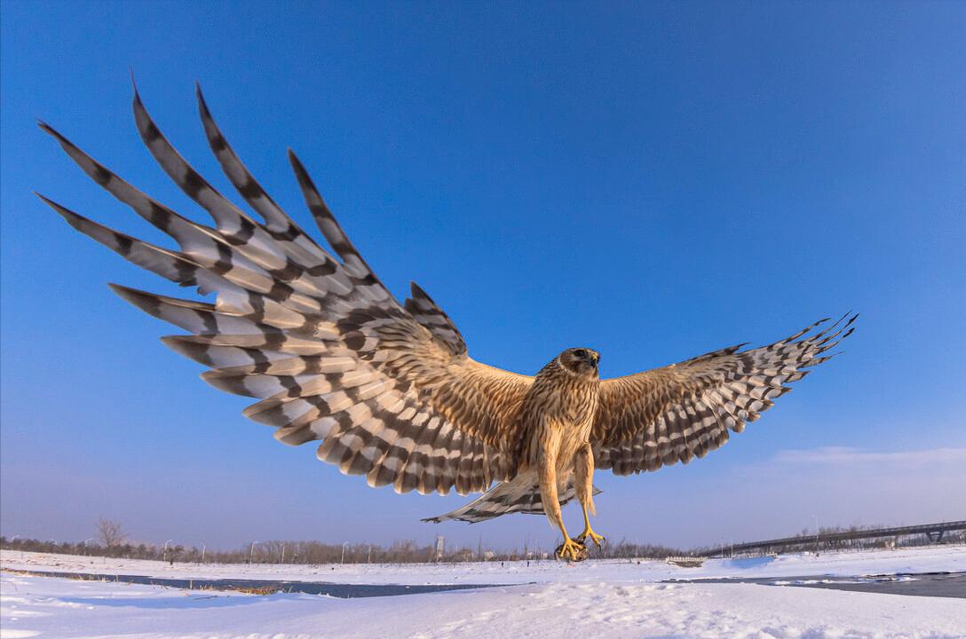东江揽胜,惠州淡水常见鸟类图谱
