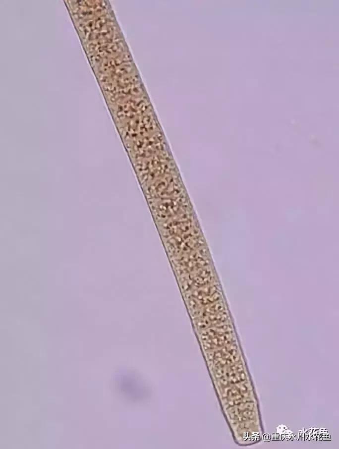 蓝藻念珠藻颤藻,蓝藻颤藻