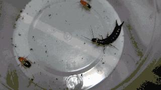 尾部长钳子的耳夹子虫,尾部带夹子的虫子