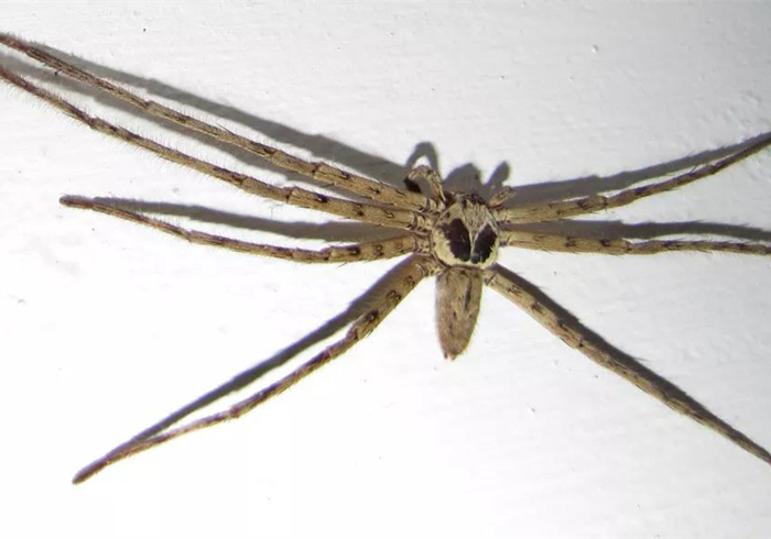 家里出现大蜘蛛是什么蜘蛛,家里来了个大蜘蛛打死了预示什么