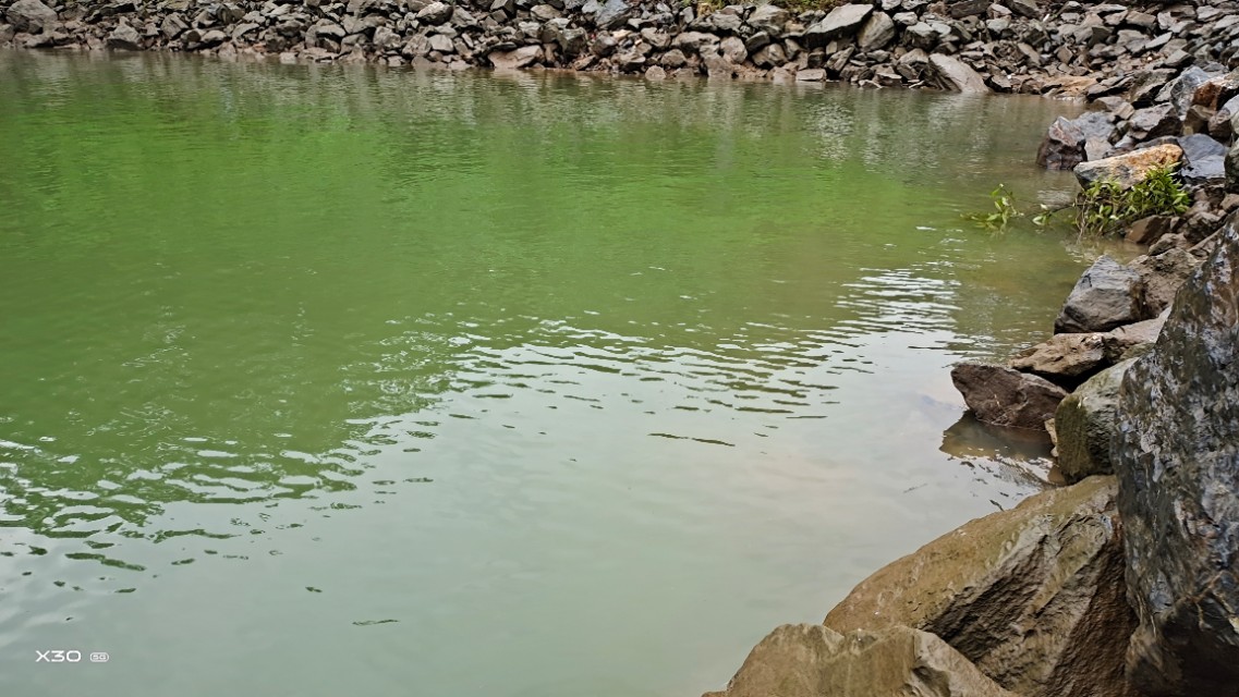 鲮鱼不打窝,钓鲮鱼的技巧和饵料