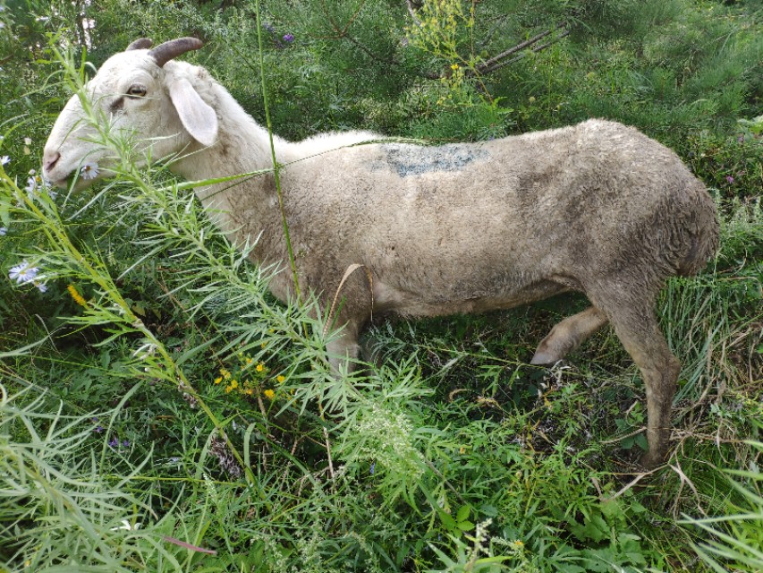 雨天羊最容易得什么病,羊群春天容易得什么病