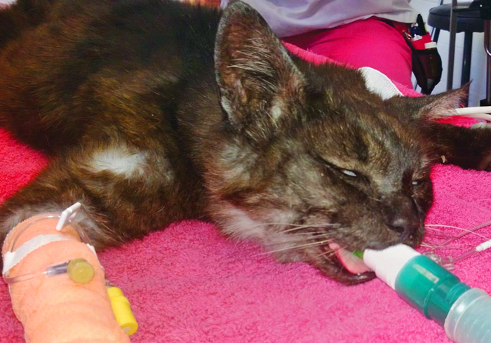 猫咪突然休克,猫咪突然抽搐休克直接失去心跳