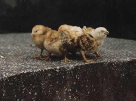 鸡子嗓子呼噜怎么办用什么药,鸡子喘气呼噜呼噜响吃什么药