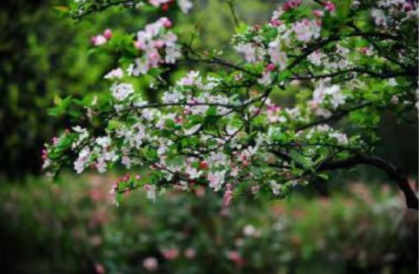 「原创诗词」黄河|梦里闲云去春曲入花耕(诗词五首)