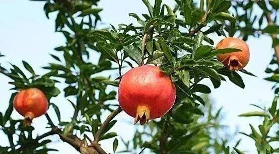 苗木种类名称大全,绿化中的苗木代号