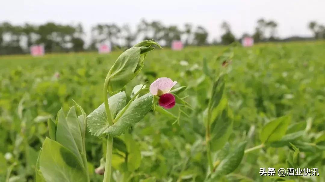 一颗麻豆豆,绿动汾酒