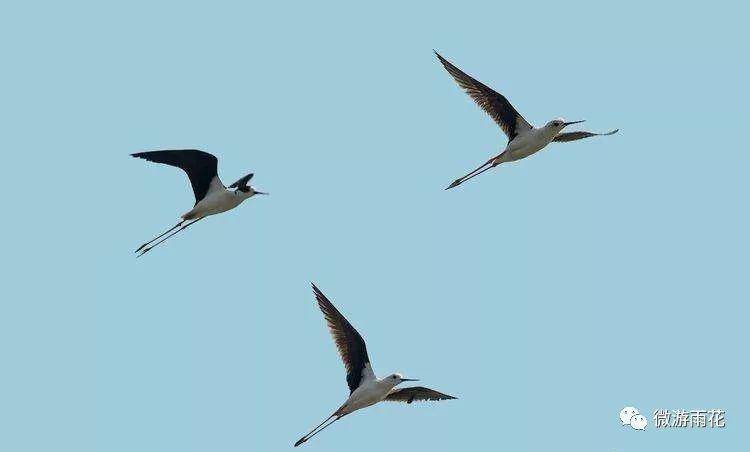 南京三桥湿地生态公园,南京三桥湿地公园