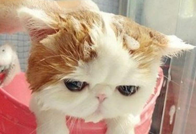 猫咪如何洗澡的正确方法,猫咪正确洗澡要不要去油