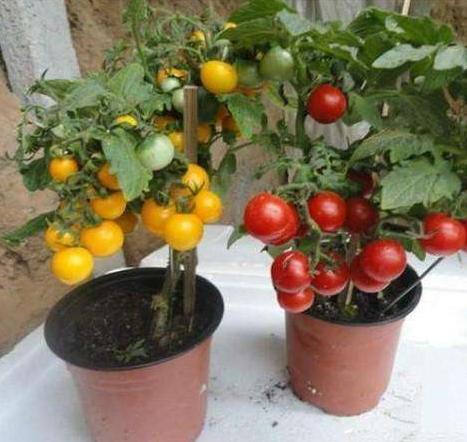 盆栽种菜都能种哪些菜重复采摘,阳台种植四季可种蔬菜种子可观赏