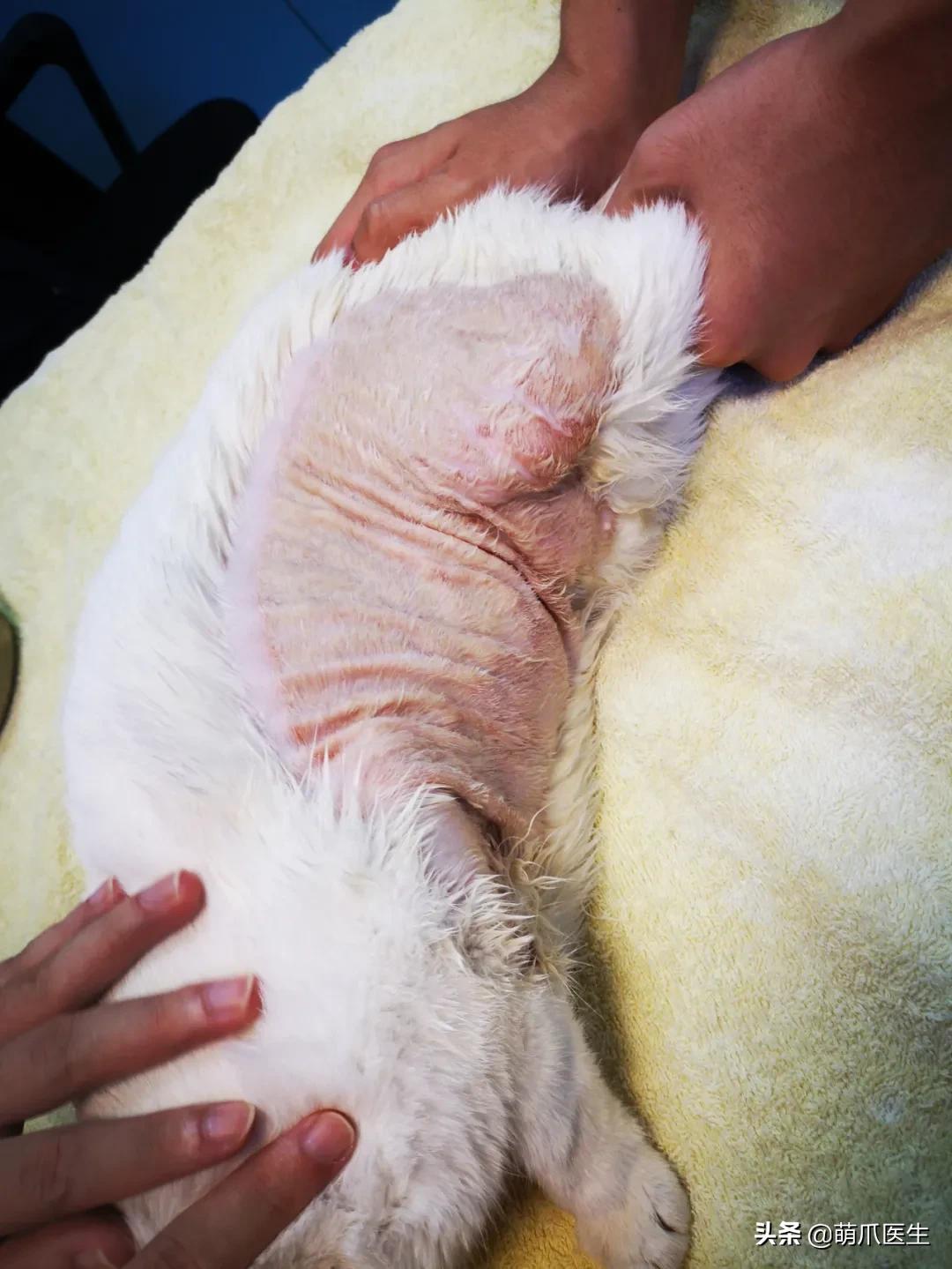 盘点那些手贱的猫咪被烫伤,盘点猫咪被烫过的倒霉瞬间