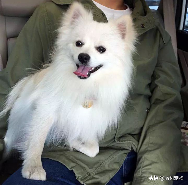 银狐犬爱掉毛吗,银狐犬讨人喜欢